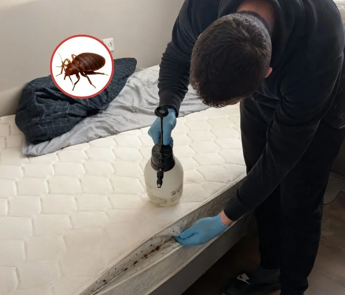 Technicien traitant un matelas contre les punaises de lit à Draveil